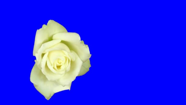 Time-lapse van witte roos 1ck blauwe Chromakey openen — Stockvideo