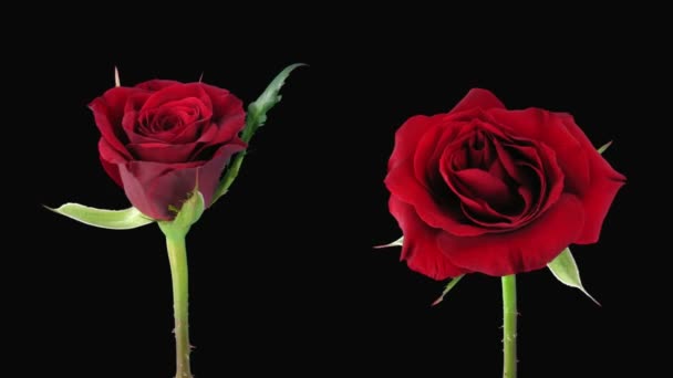 Time-lapse de l'ouverture et la mort "Valentino" rose alpha mat 5d 