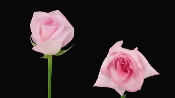 Time-lapse di apertura e di morte "Sweet Akito" rosa alfa opaca 5d — Video Stock