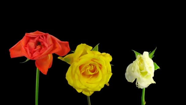 Time-lapse dying three colorful roses ALPHA matte 1