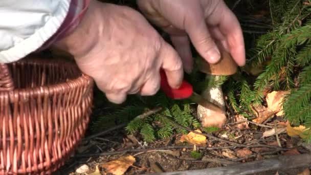 Zbieranie grzybów jadalnych 2 — Wideo stockowe