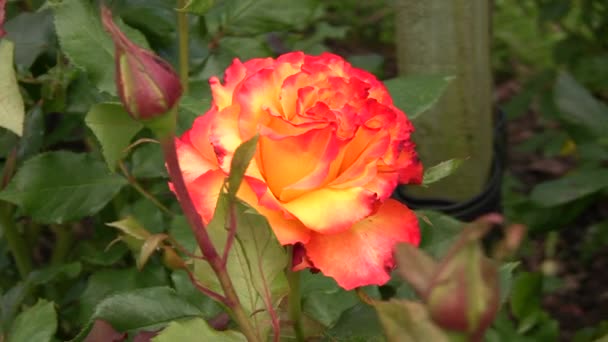 Orange Irish rose 1 — Stock Video