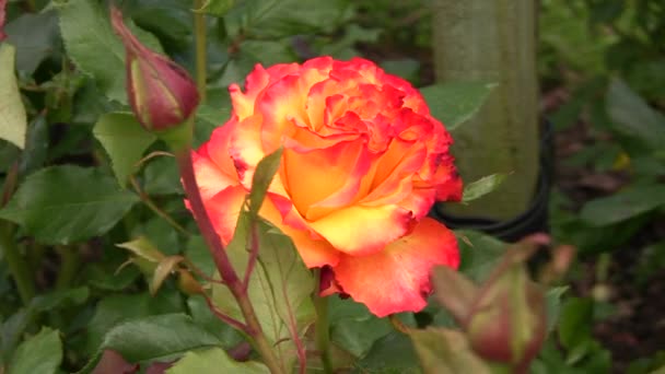 Orange irländska Rose 1 — Stockvideo