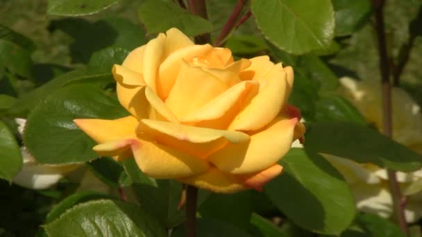 Rose jaune irlandaise 1 — Video