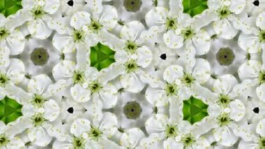 Erik çiçeklenme gelen organik çiçek Dürbünü 10a çiçekleri