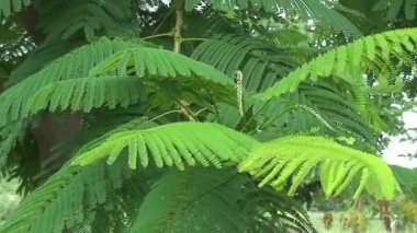 Malavi: afrika gölge ağacı 1