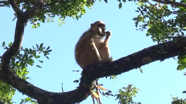 Malawi: monkey eating sugar 2 — Stock Video