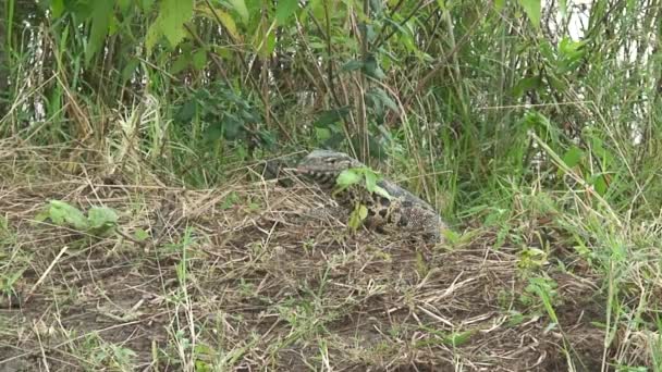 Malawi: jaszczurka monitora w dzikim 2 — Wideo stockowe