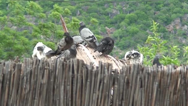 Malawi: duvor på ett tak 1 — Stockvideo