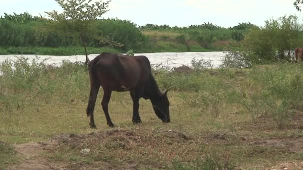 Малаві: корова в пасовищі біля річки — стокове відео