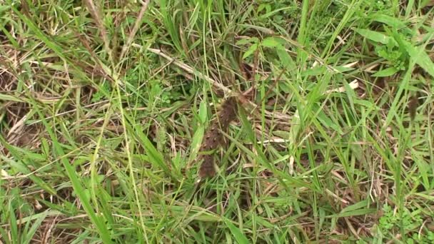 Malawi: caterpillar in a grass 1 — Stock Video