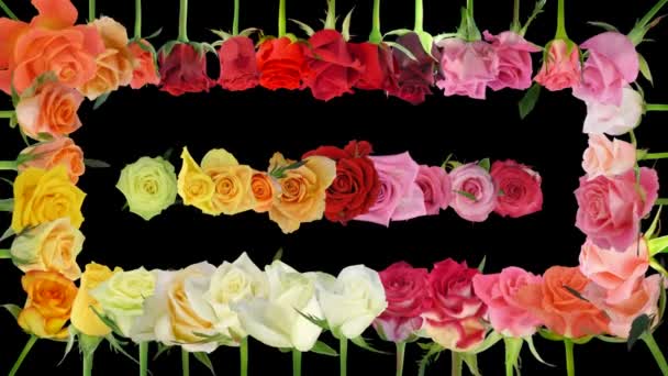 Montage of opening colorful roses time-lapse with alpha matte 5x — Stock Video