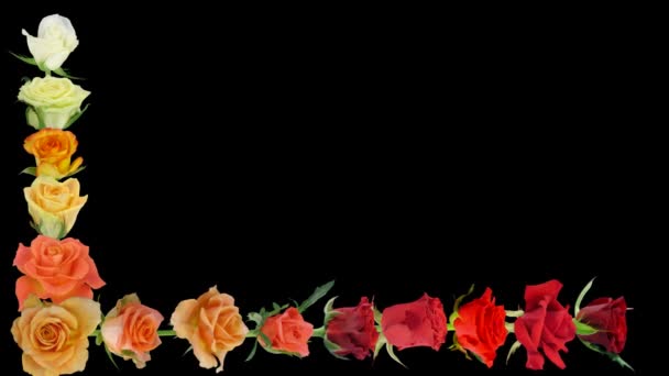 Montázs nyitó színes rózsák gyorsított alfa Matt