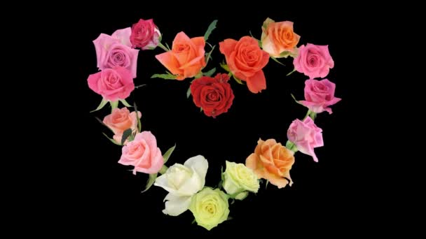 Montage of opening colorful roses time-lapse heart shape 6 — Stock Video