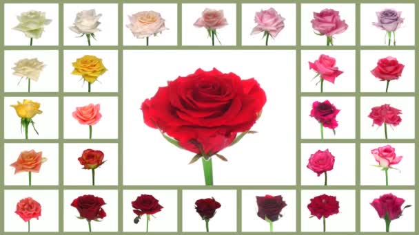 Двадцать семь разновидностей роз, вращающихся в бесконечной петле 1 — стоковое видео