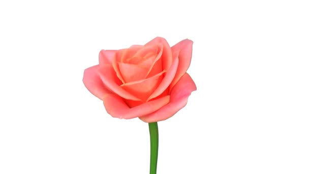 Rose tournante "Bonanza" isolée sur boucle blanche sans fin 2 
