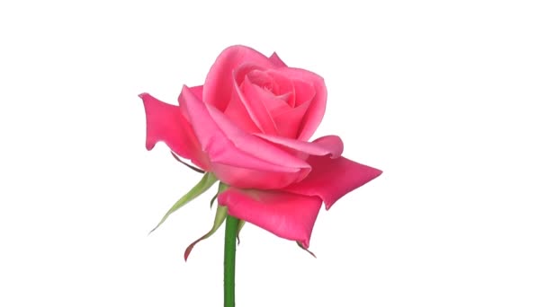 Rose rotative "Saphir" isolée sur boucle blanche sans fin 2 