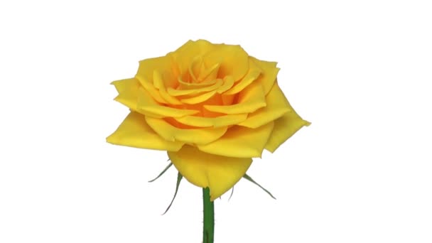 Rose rotative "Golden Gate" isolée sur boucle blanche sans fin 1 