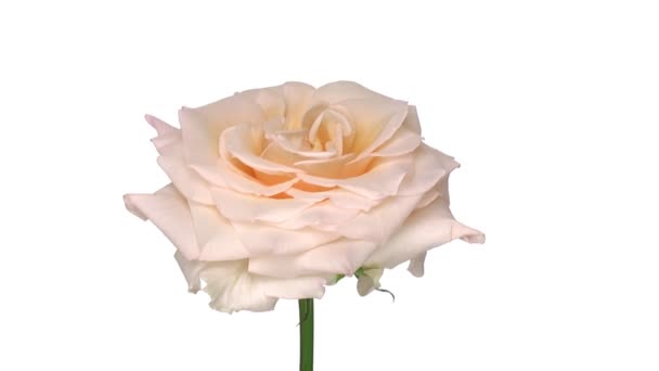 Rose "Renate" rotative isolée sur boucle blanche sans fin 1 