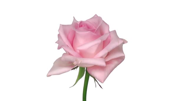 Rose rotative "Sweet Akito" isolée sur boucle blanche sans fin 2 