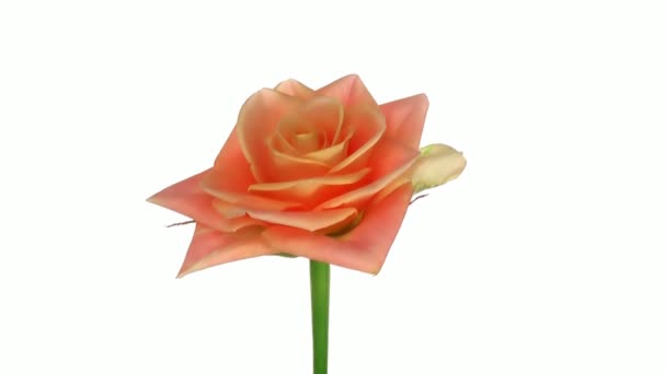 Rotating "Prairie" rose isolated on white endless loop 2 — Stock Video