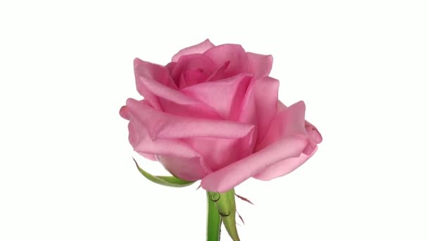 Rose rotative "Blushing Akito" isolée sur boucle blanche sans fin 2 