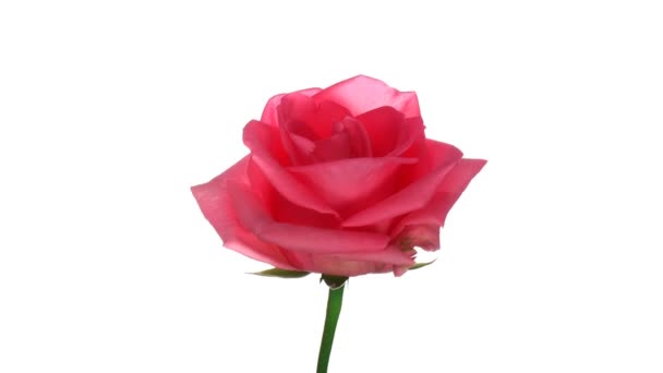 Rose tournante "Homerun" isolée sur boucle blanche sans fin 1 