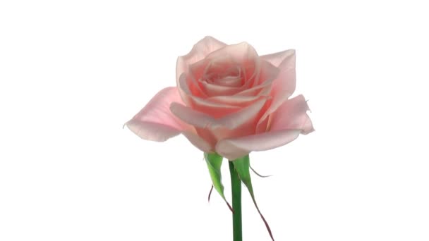 Rotating "Medeo" rose isolated on white endless loop 2 — Stock Video