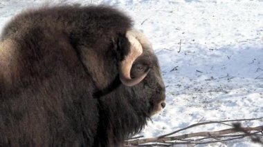 Buffalo bir kışın, yakın çekim