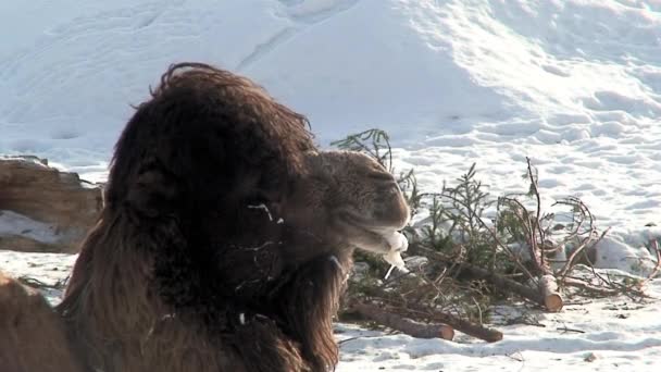 Kamel mit gefrorenem Speichel im Winter — Stockvideo