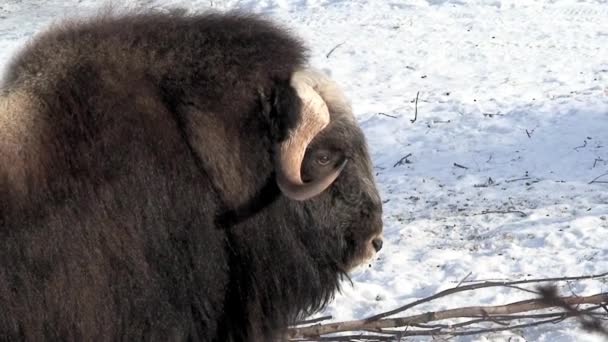 Buffalo een in de winter, close-up — Stockvideo