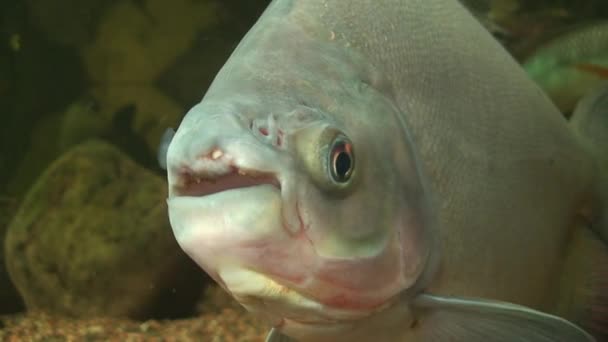 Beszélő nagy hal kettő, zár-megjelöl — Stock videók