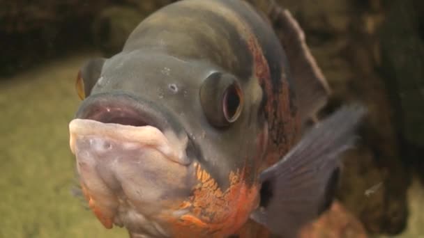 Mluvící velká ryba jedna, zblízka — Stock video