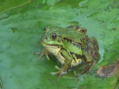 Atlama ve kaybolan kurbağa 7