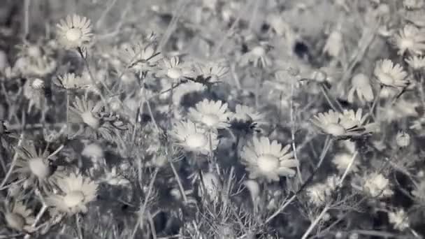 Infraröd Flora: fält av kamomill blommor i vind 1 — Stockvideo