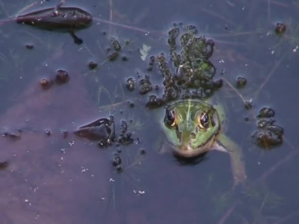 Jumping and disappearing frog 1 — Stock Video