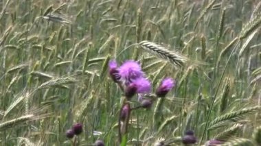 Kırmızı bitki ve buğday tarlası 2