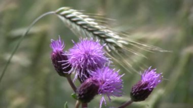 Kırmızı bitki ve buğday tarlası 3
