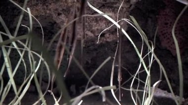 Mercan veya soyulmuş karides balığı (Centriscidae)