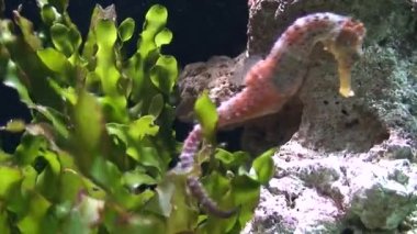 Hipokampus (Seahorse), yakın çekim