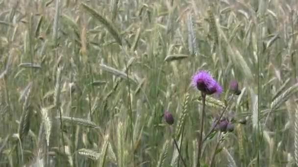 Red plant and wheat field 1 — Stock Video