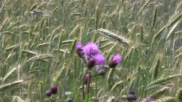 Planta roja y campo de trigo 2 — Vídeo de stock
