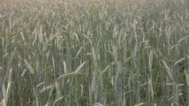 Wheat field in the wind 1 — Stockvideo