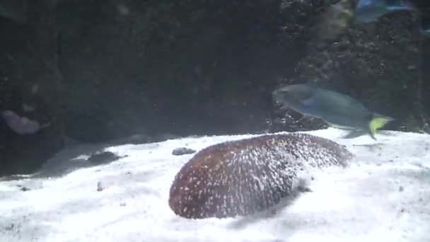 海底壳和岩石的背景 — 图库视频影像