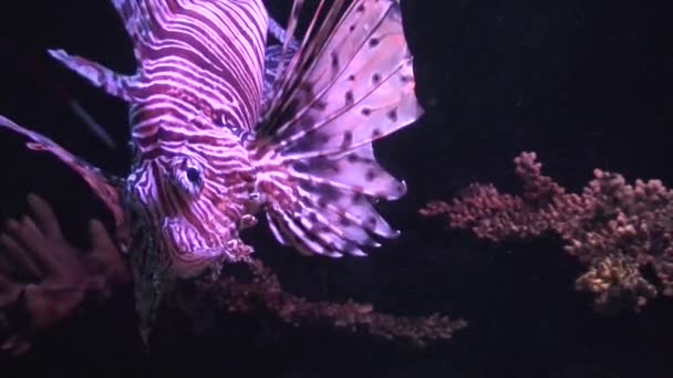 Aslan balığı (Pterois volitans) yakın çekim — Stok video