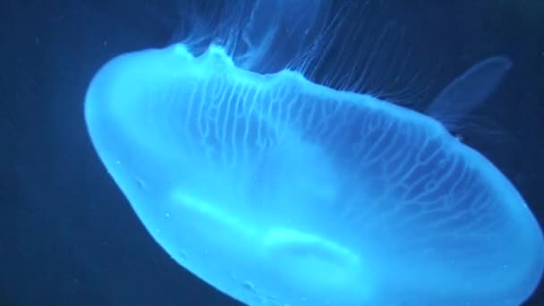 Phylum cnidaria (Quallen) Schwimmen, Nahaufnahme — Stockvideo