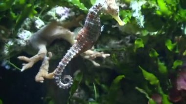 Hipokampus (Denizatı) süzülme, yakın çekim