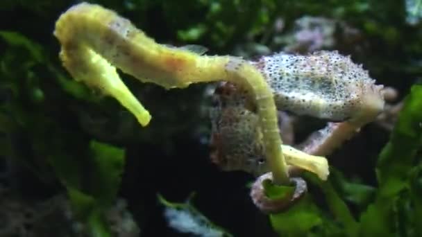 Dois cavalos-marinhos (Hippocampus) luta, close-up — Vídeo de Stock