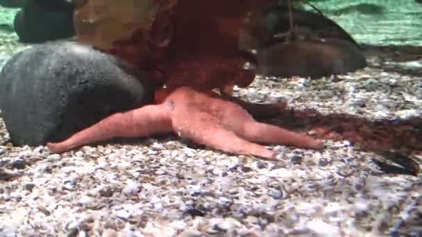 Echinaster sepositus (Estrella de mar roja) en el fondo del mar, vista — Vídeo de stock