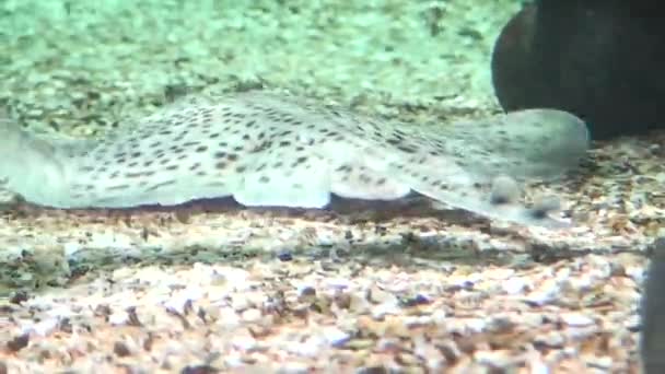 Rajidae (Schlittschuh-) Fische schwimmen — Stockvideo